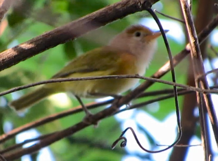 Golden-fronted Greenlet - Diane Drobka