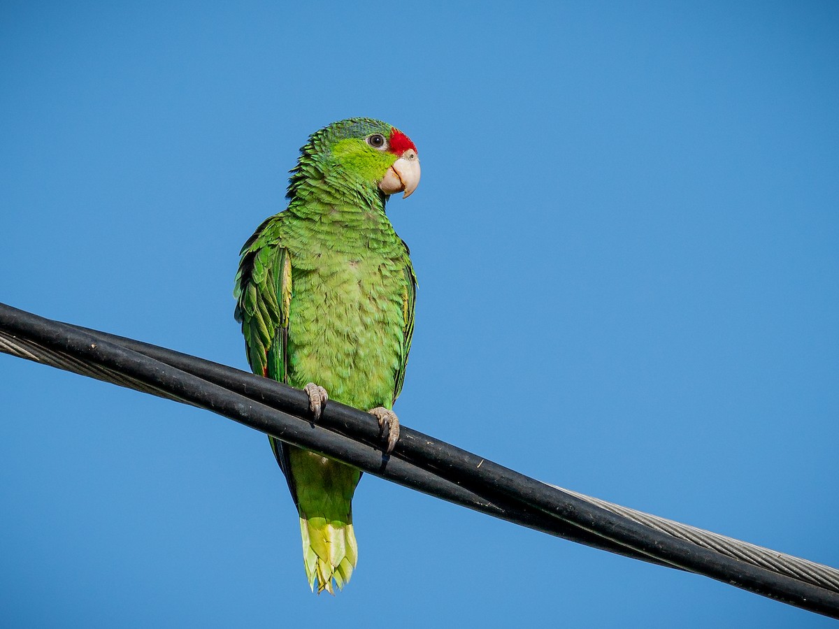 Red-crowned Parrot - ML598970461