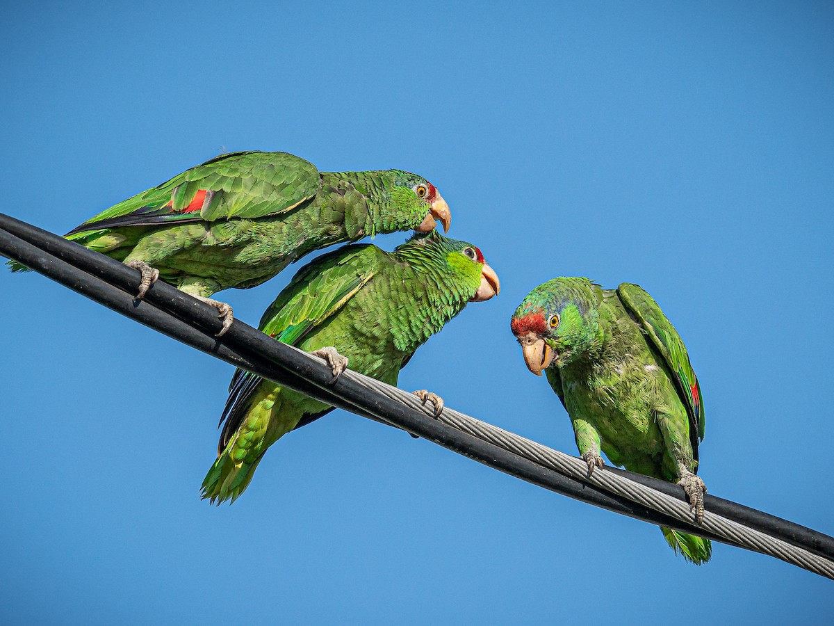 Red-crowned Parrot - ML598970501