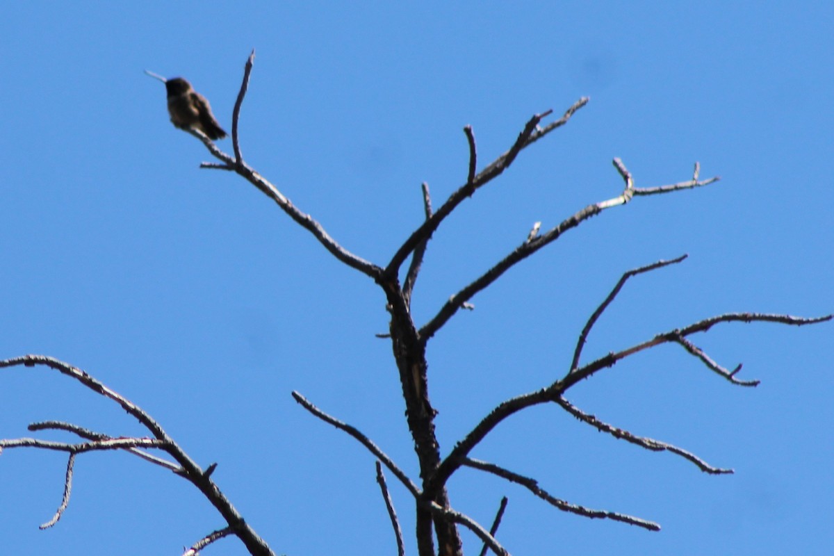 ノドグロハチドリ - ML59897051