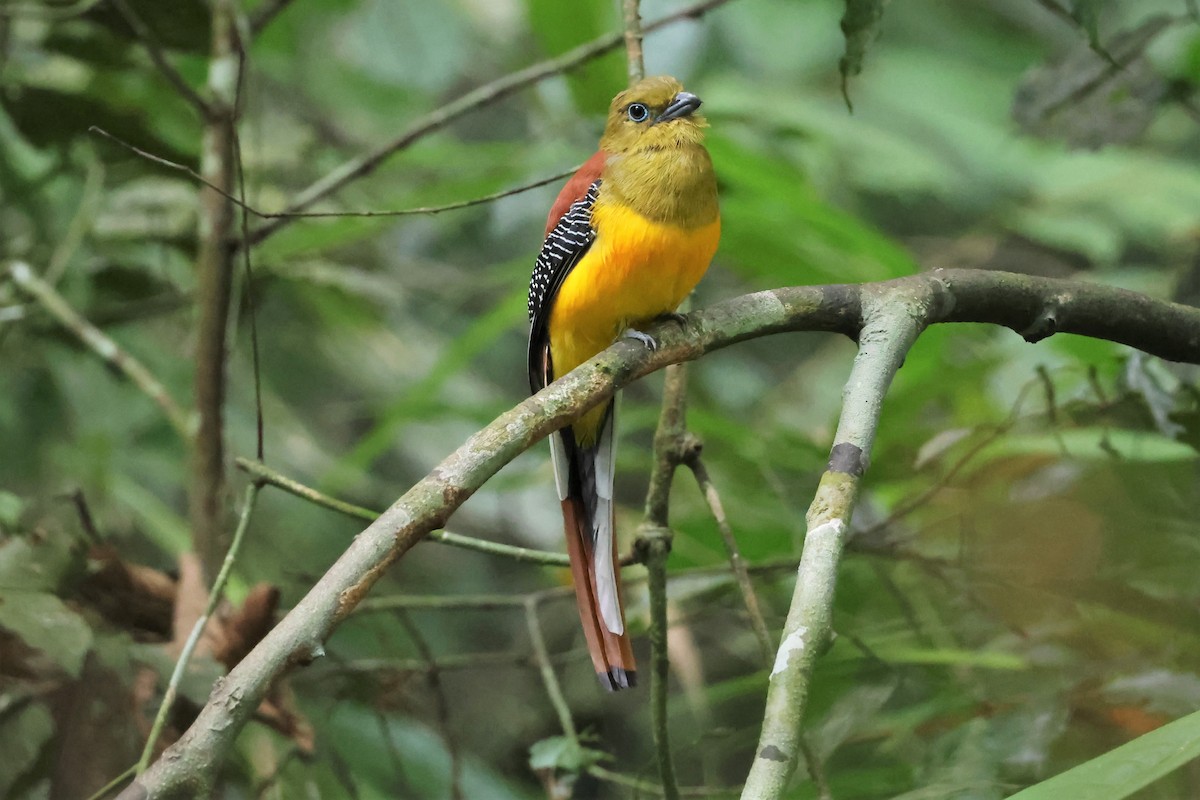 Orange-breasted Trogon - ML598970661