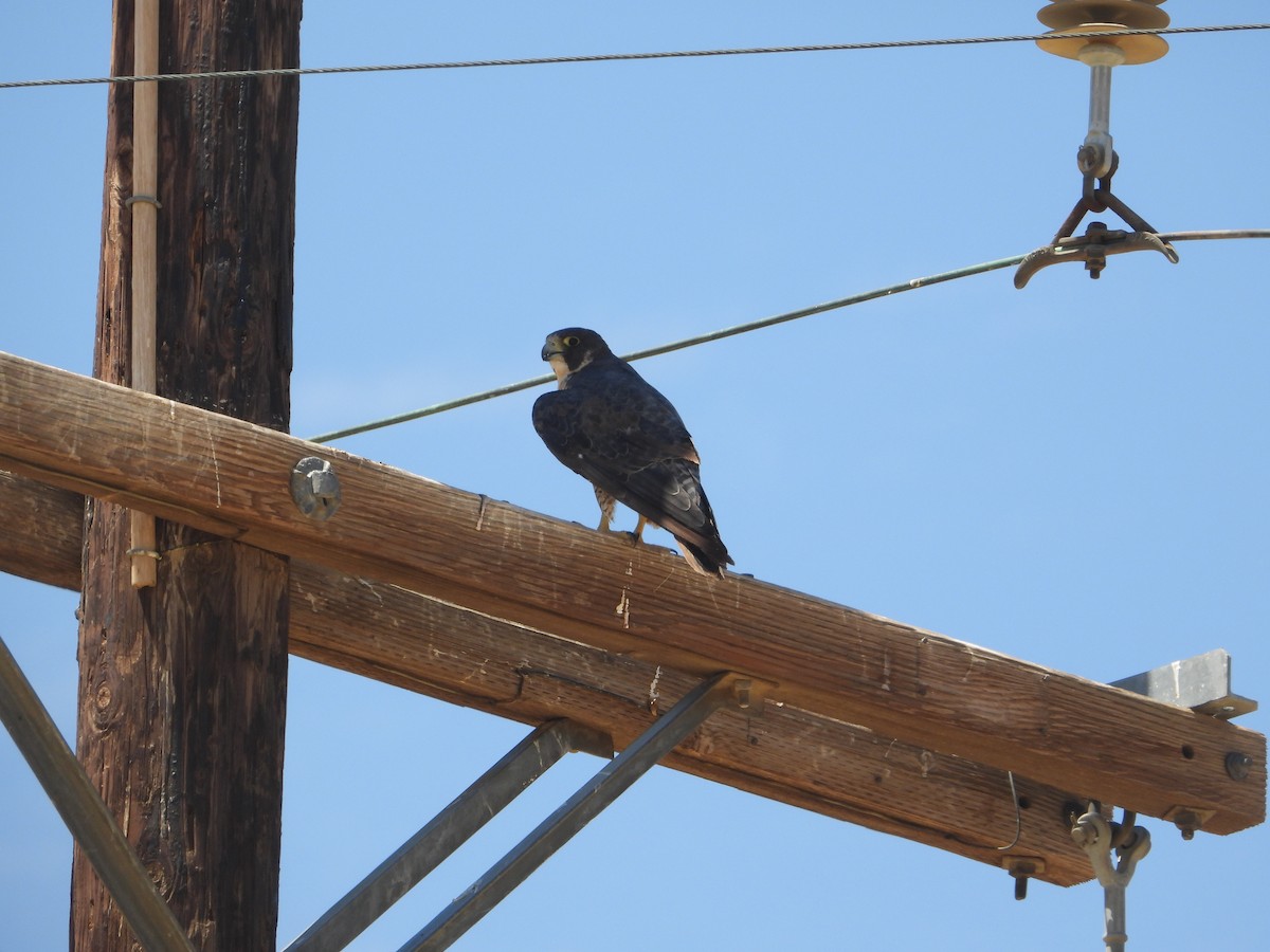 Peregrine Falcon - Judy Matsuoka