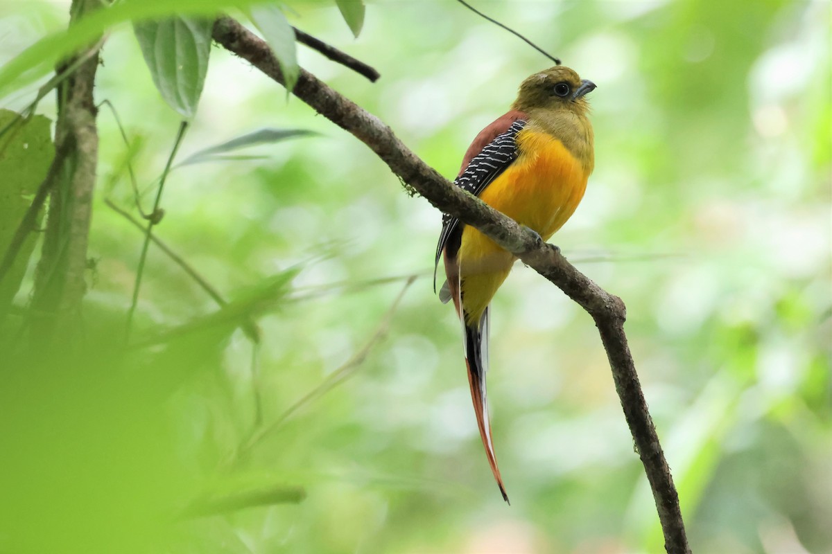 Orange-breasted Trogon - Peter Christiaen