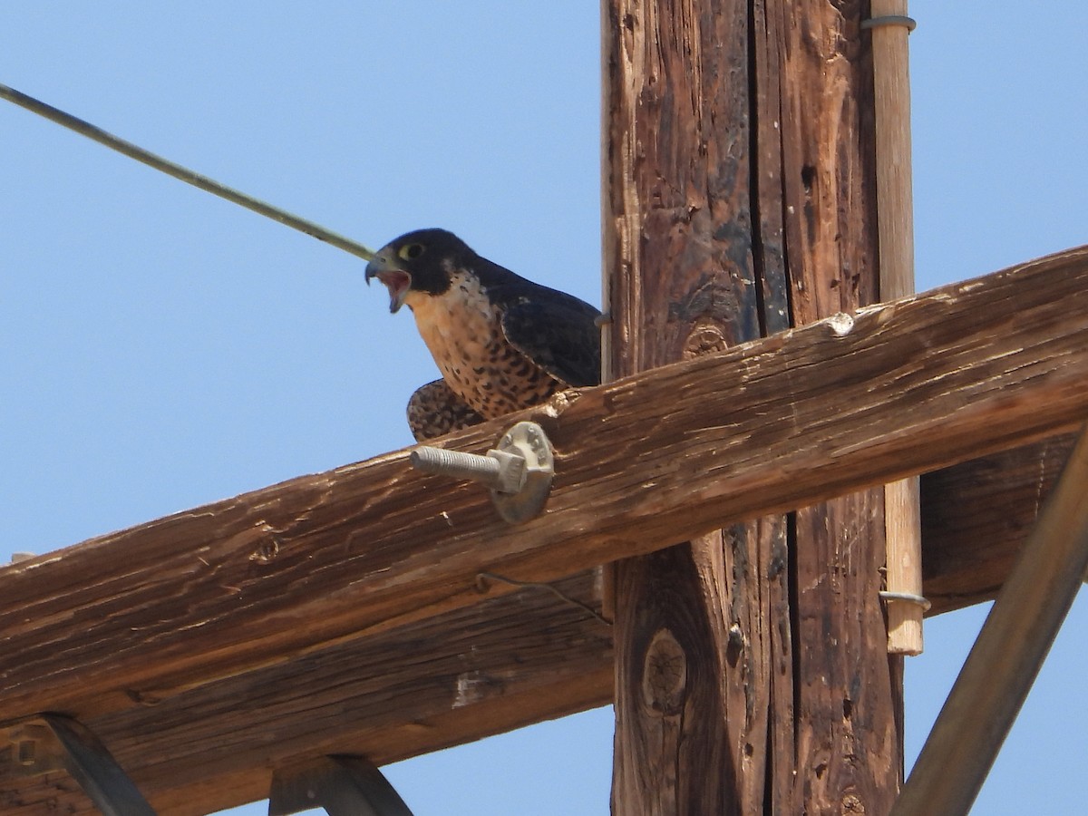 Peregrine Falcon - Judy Matsuoka