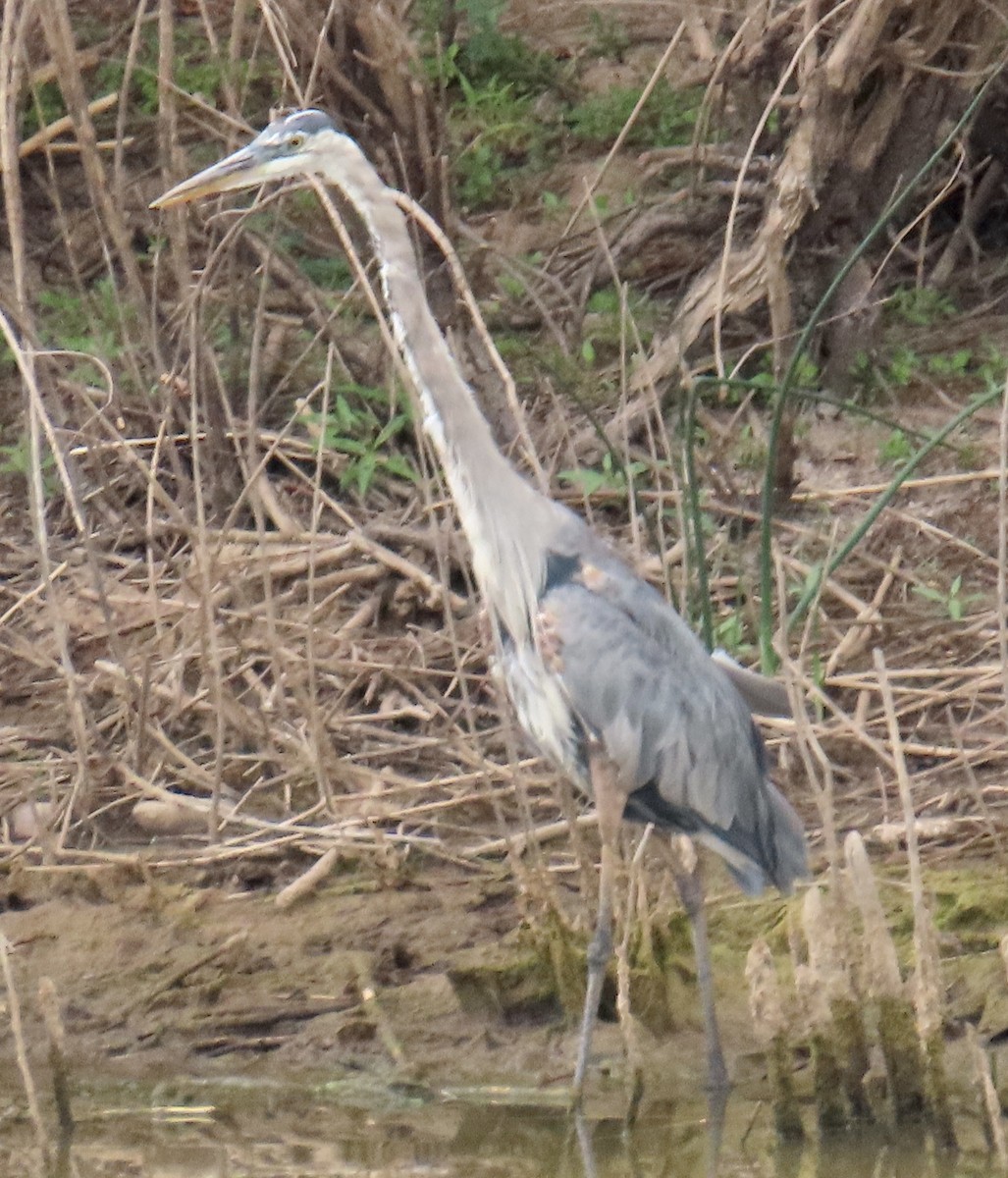 Garza Azulada - ML598971751