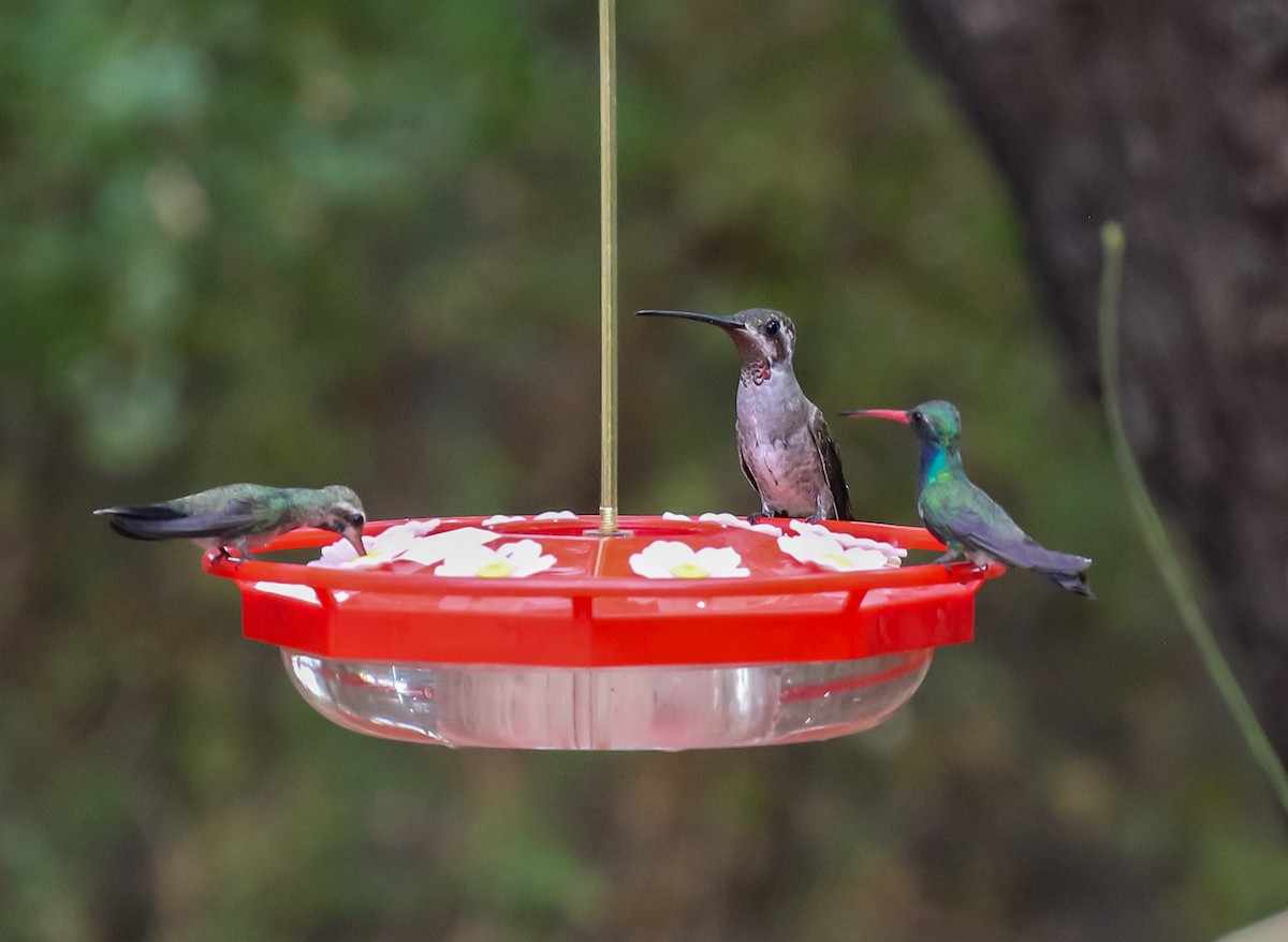 Plain-capped Starthroat - ML598972811