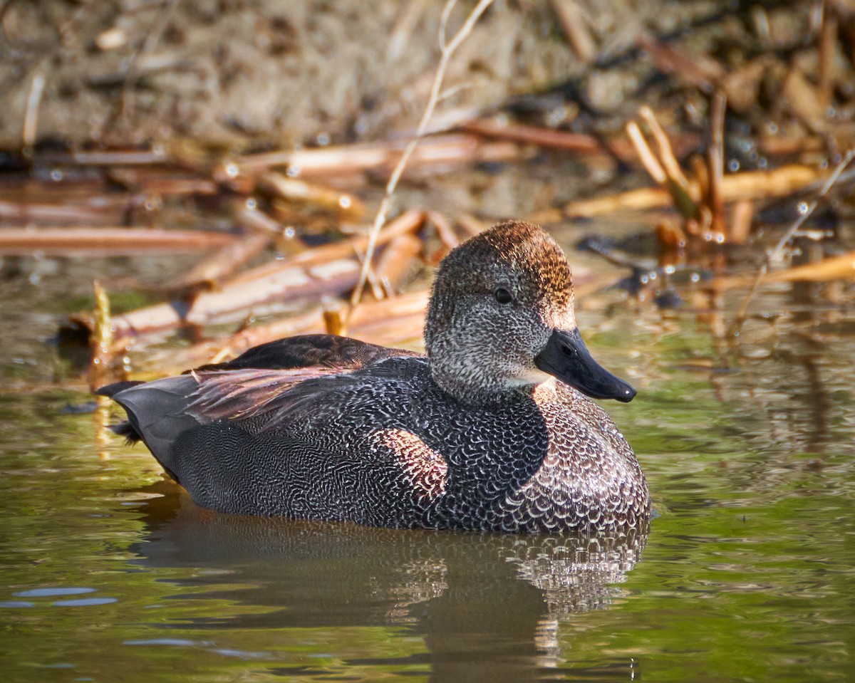 Gadwall - ML598972901