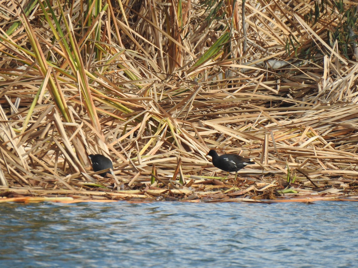 Common Gallinule - ML598974881