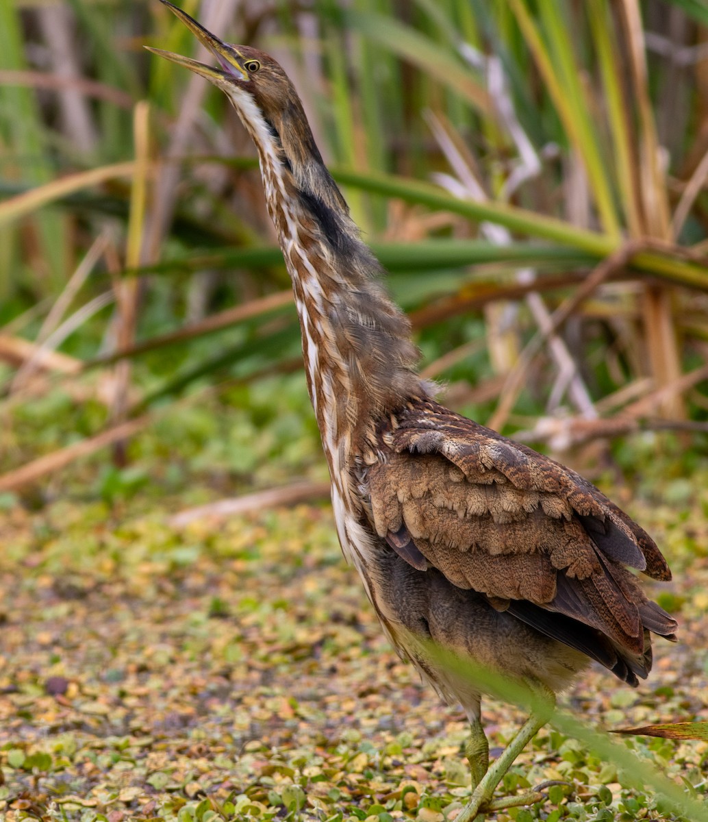 American Bittern - Rob Fowler