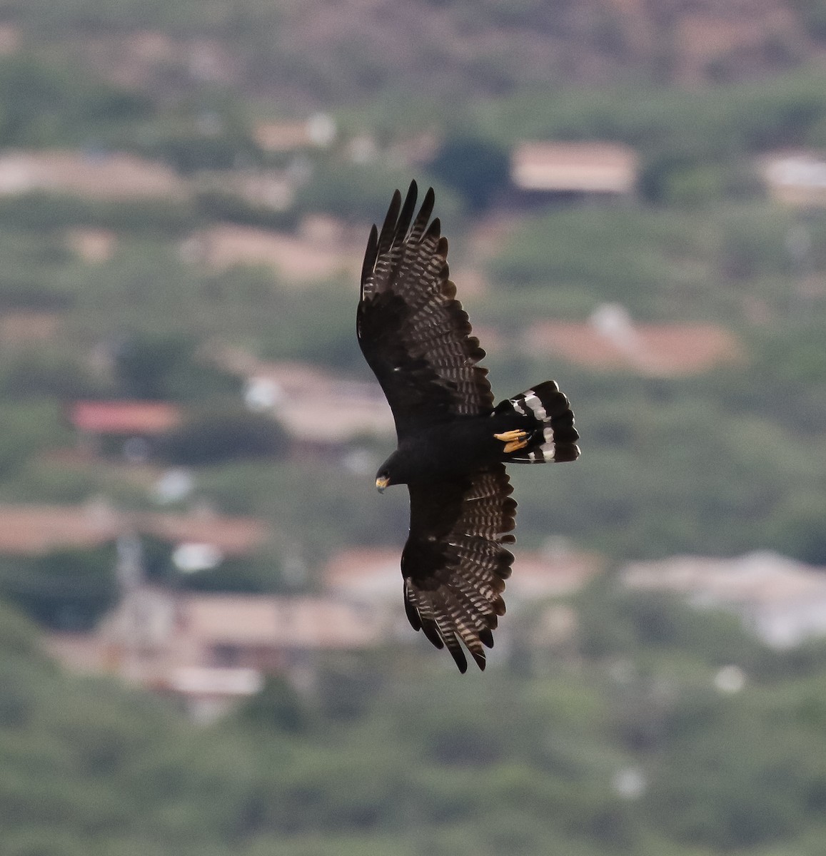 Zone-tailed Hawk - ML598975451