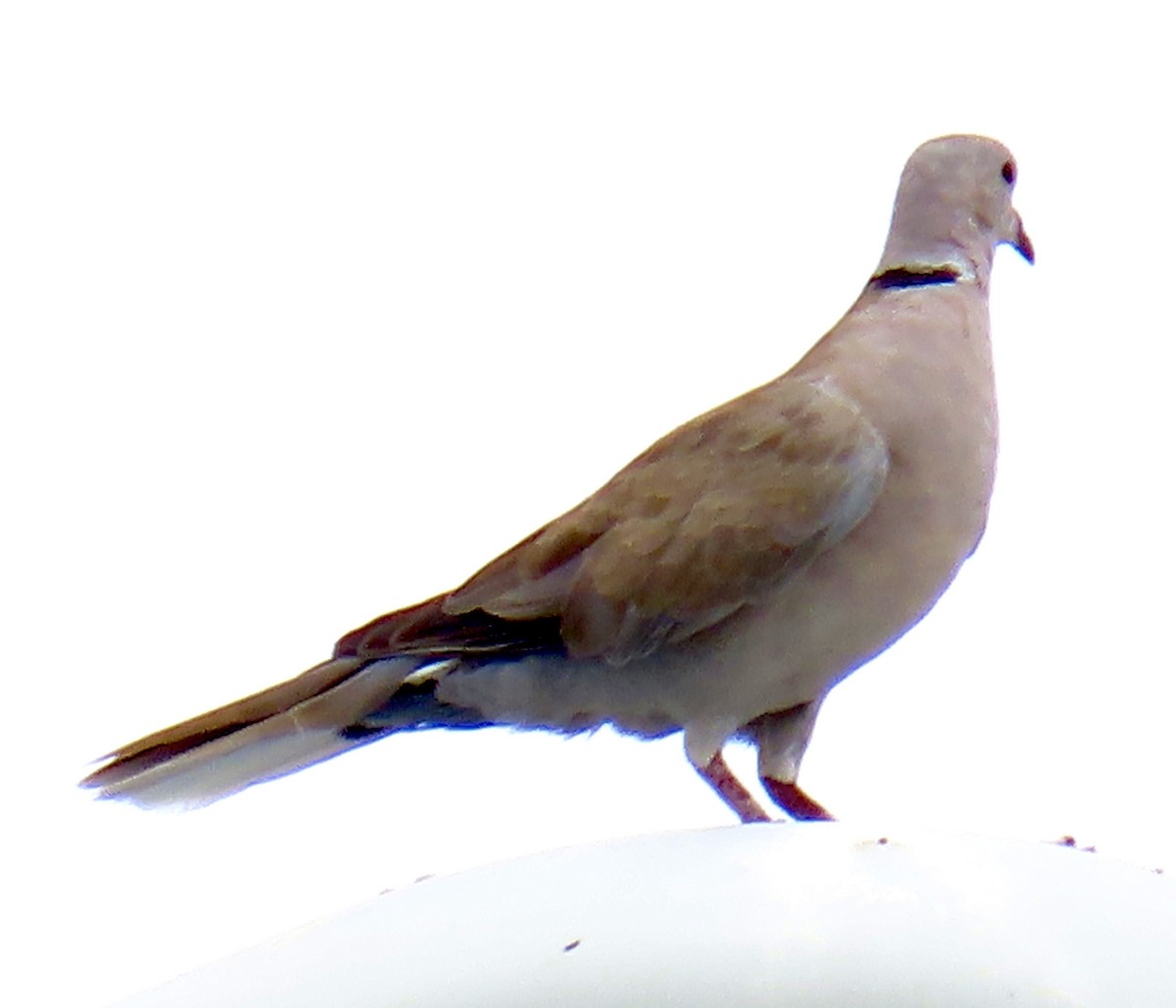 Eurasian Collared-Dove - ML598975611