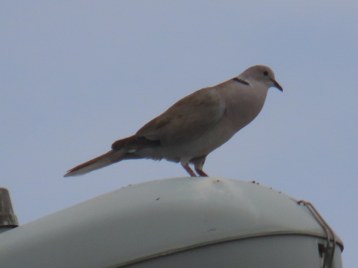 Eurasian Collared-Dove - ML598975621