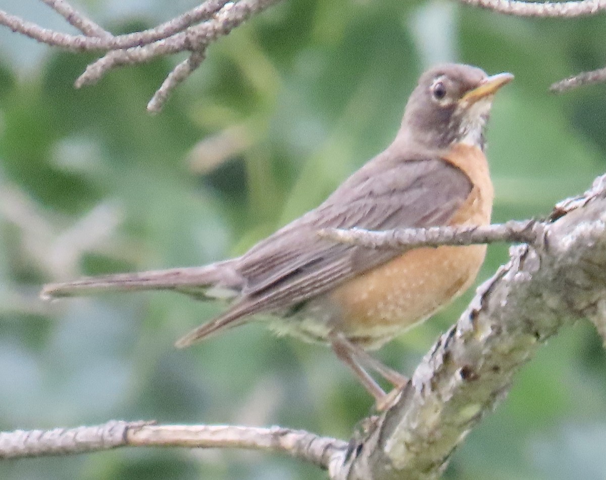 American Robin - ML598975841