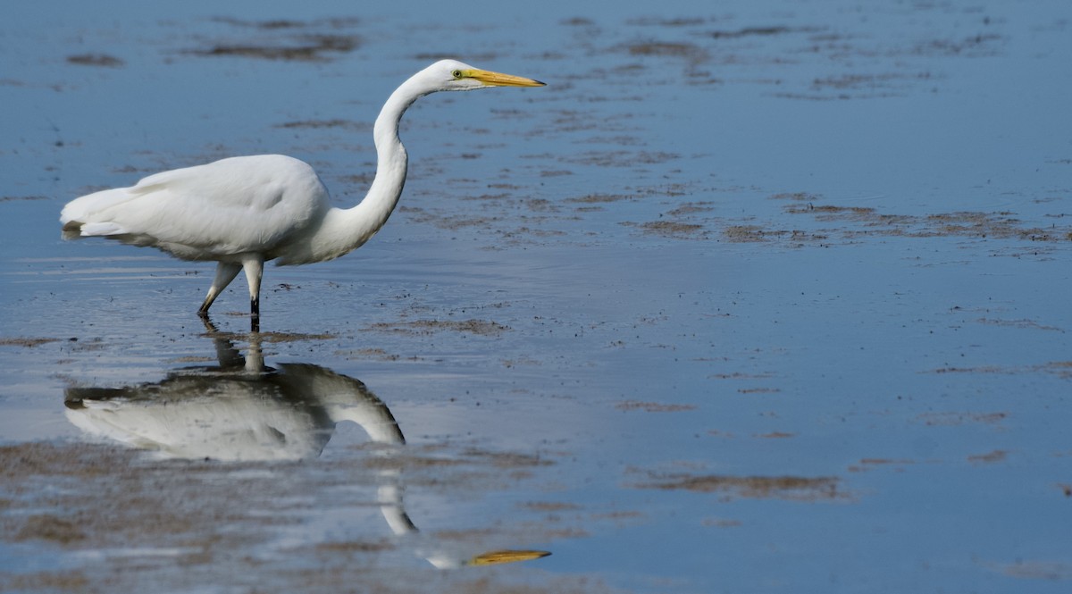 Great Egret - ML598976821