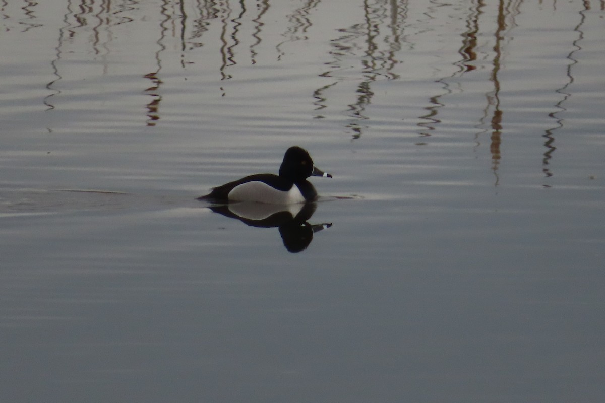 Ring-necked Duck - ML598977261