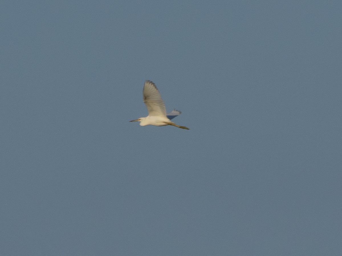 Little Blue Heron - ML598977271