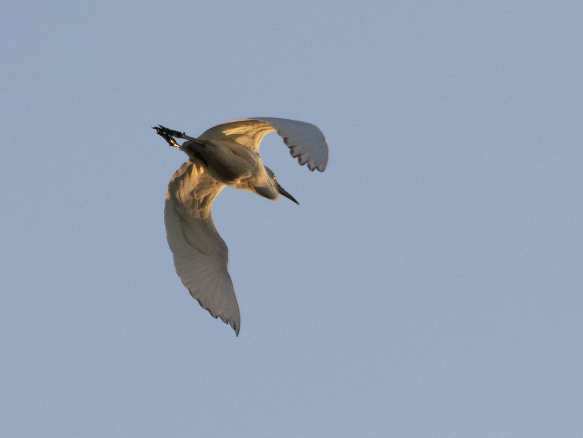 Little Blue Heron - ML598977281