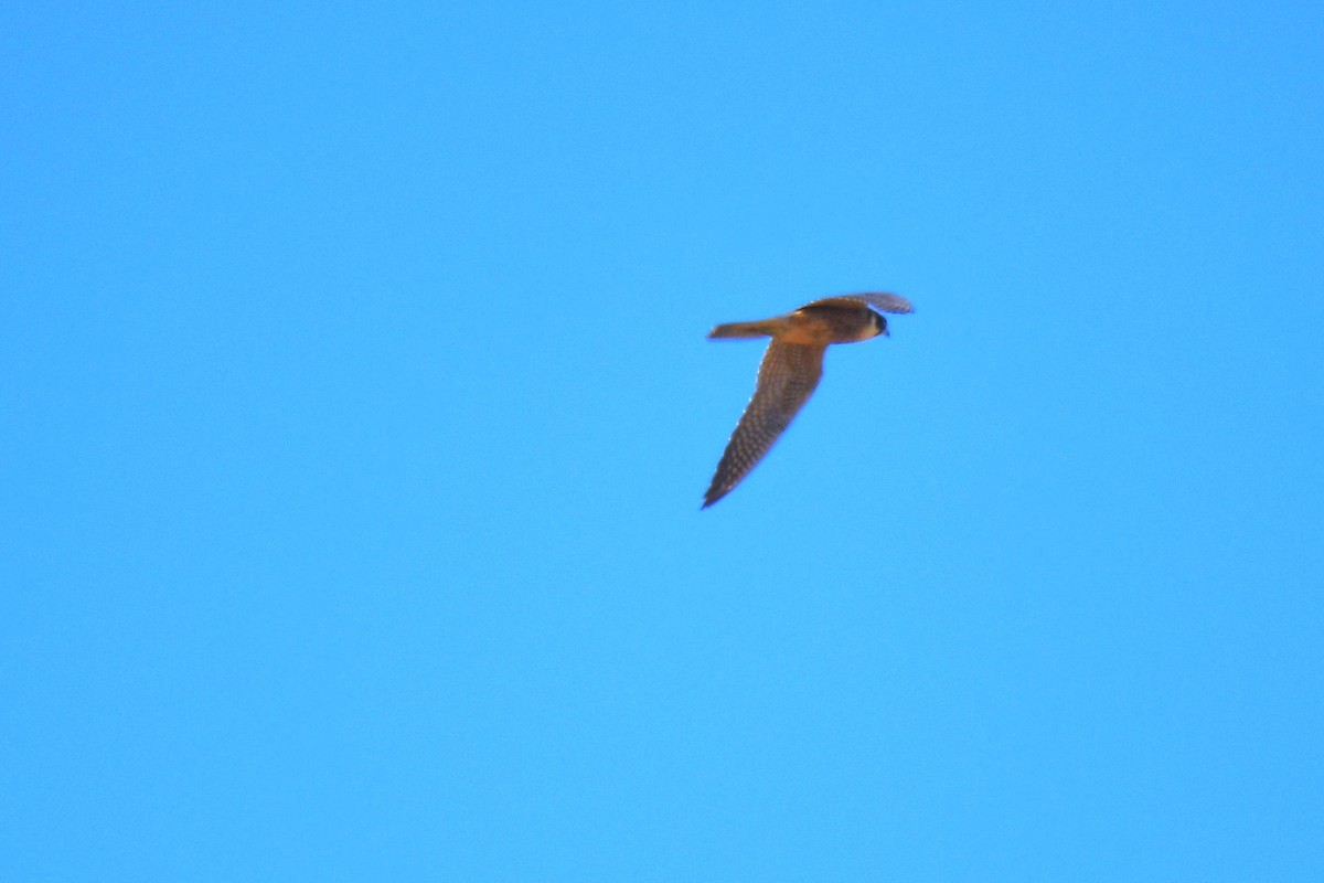 Australian Hobby - Trevor Ross