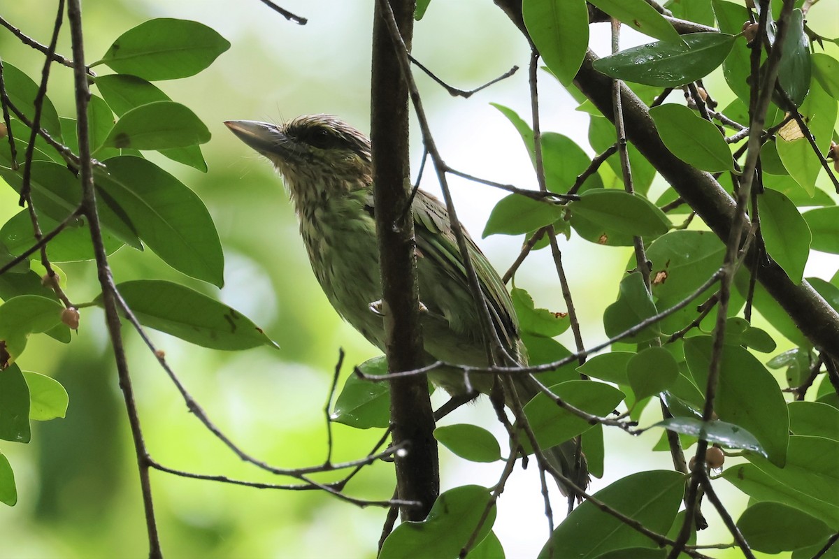 Grünohr-Bartvogel - ML598977801