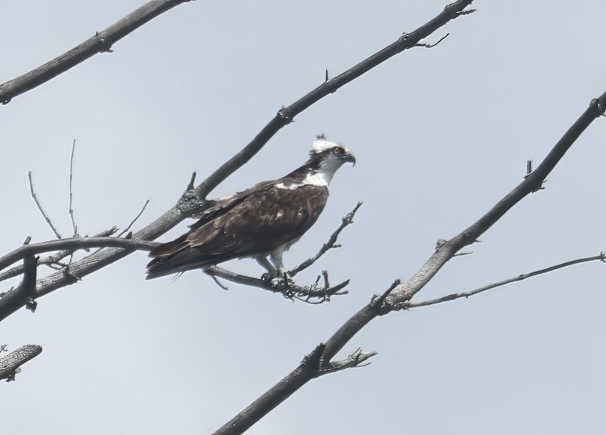 Osprey (carolinensis) - ML598978461