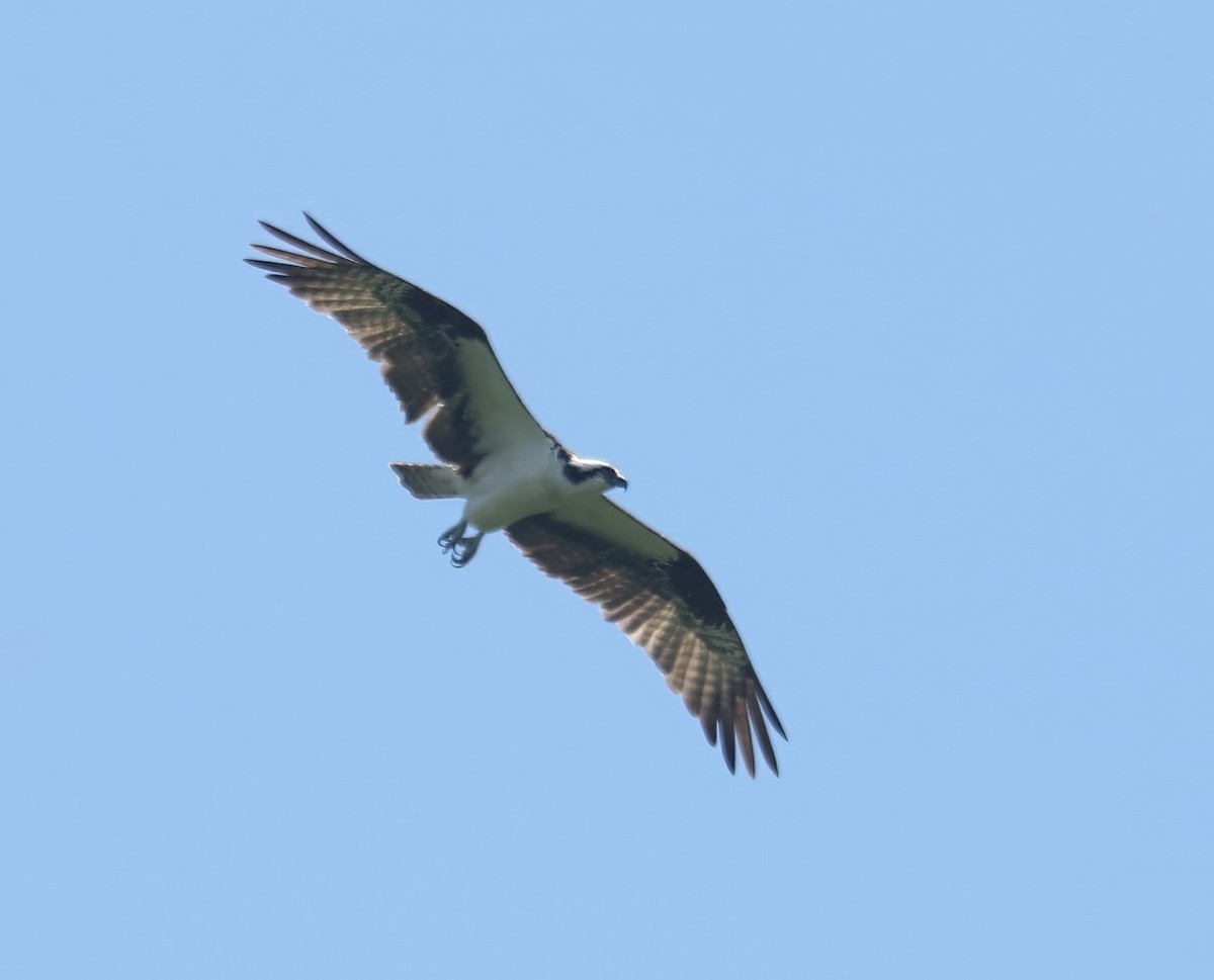 Águila Pescadora (carolinensis) - ML598978481