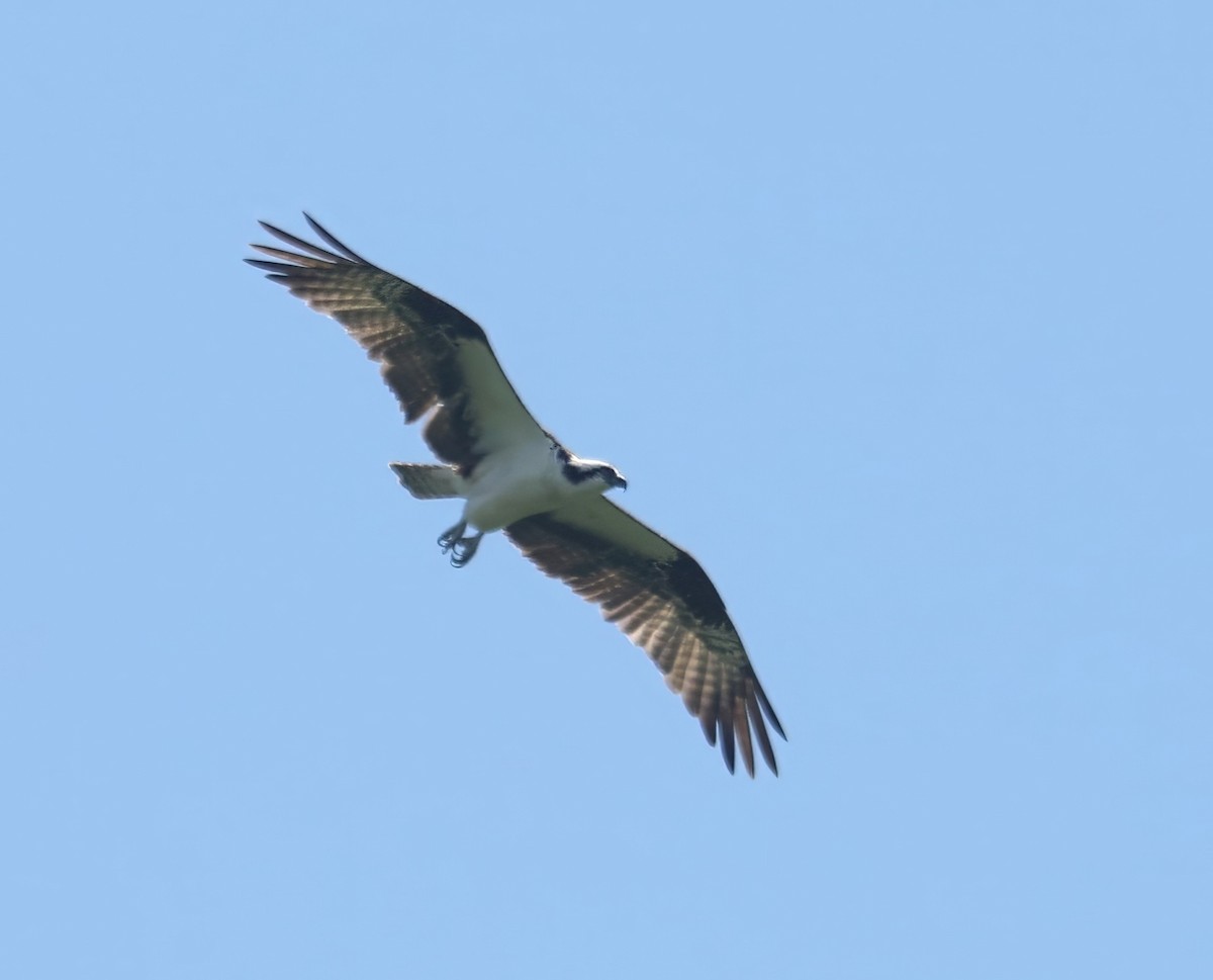 Osprey (carolinensis) - ML598978481