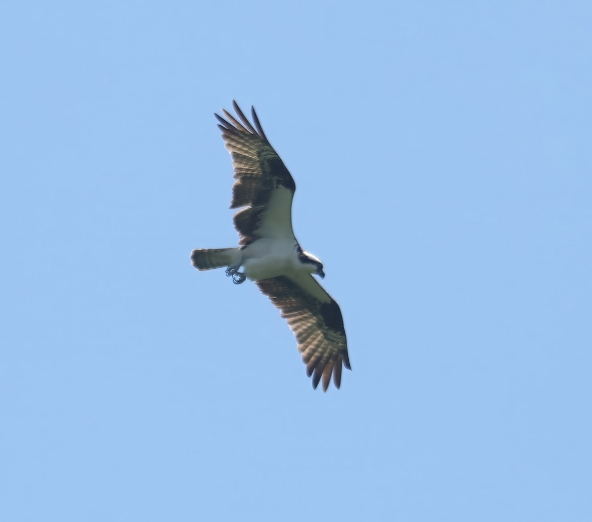 Águila Pescadora (carolinensis) - ML598978491