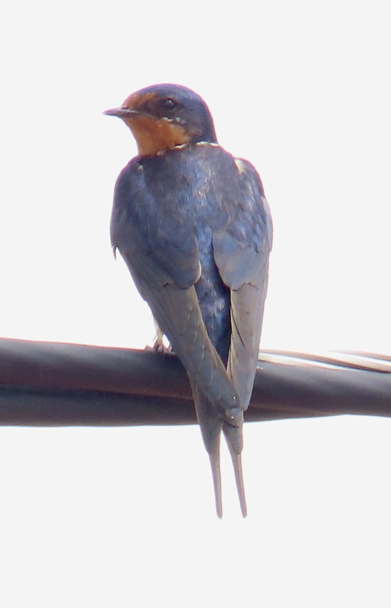 Barn Swallow (American) - ML598978641
