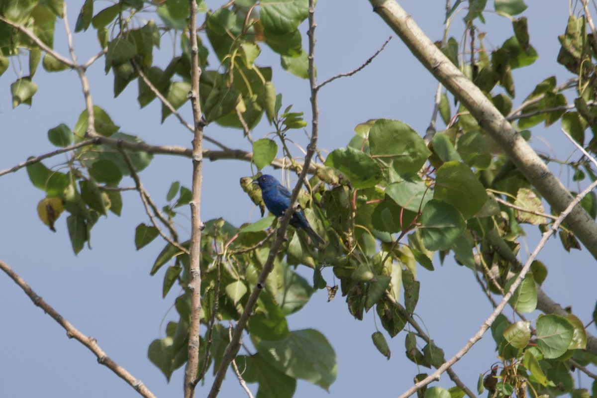 Passerin indigo - ML598979141