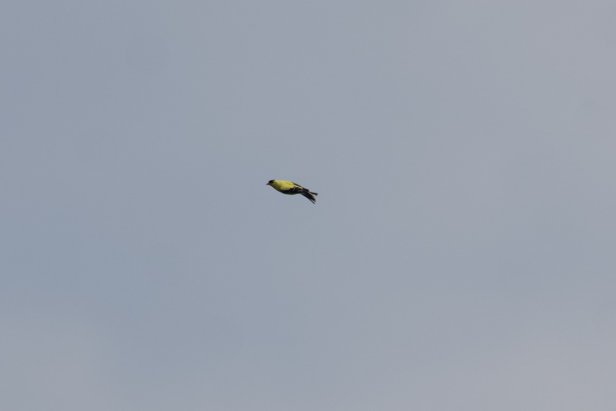 Chardonneret jaune - ML598979181