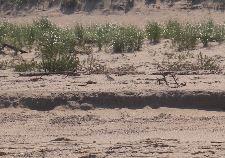 Piping Plover - ML598980611