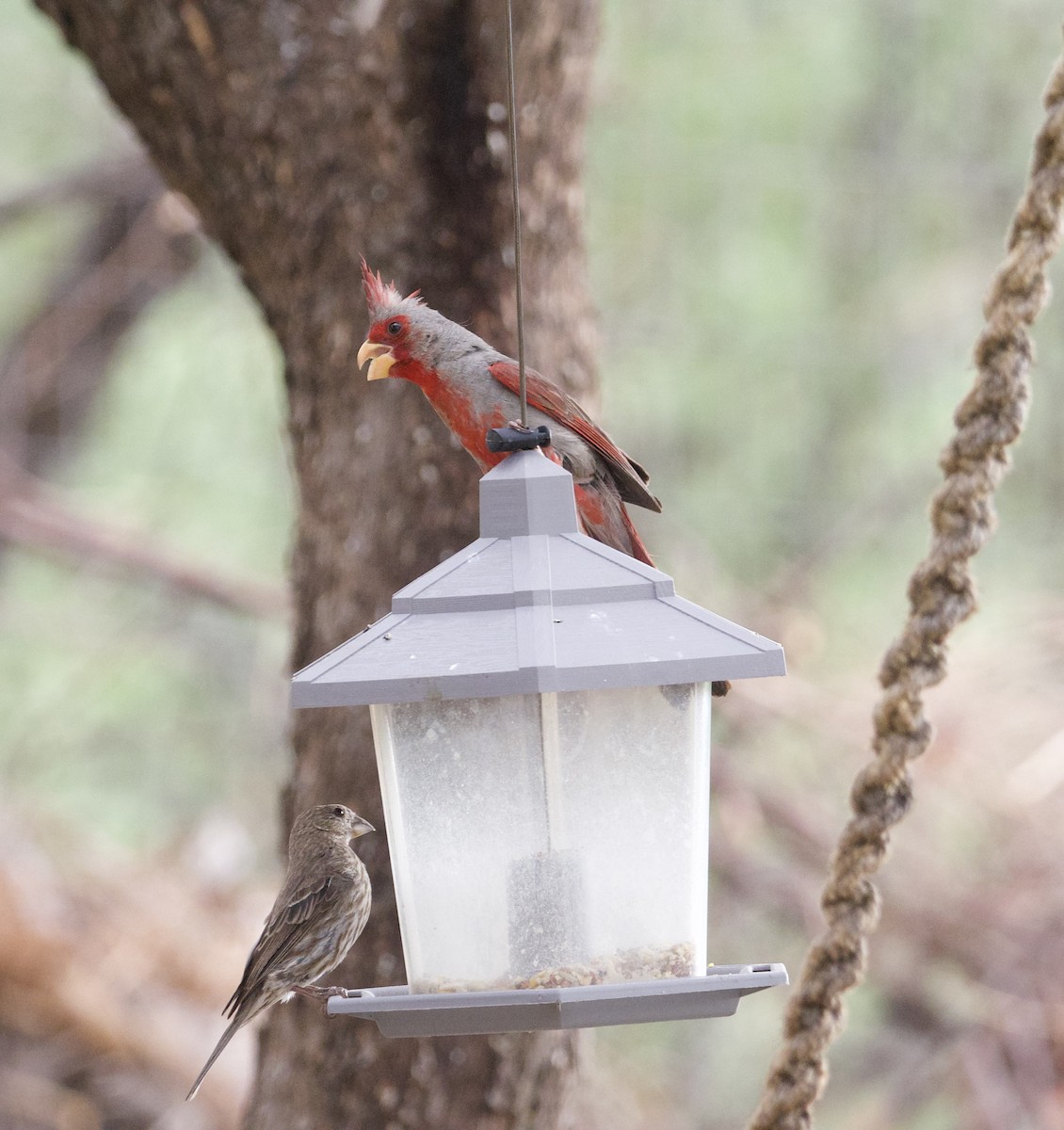 Pyrrhuloxia - ML598980991