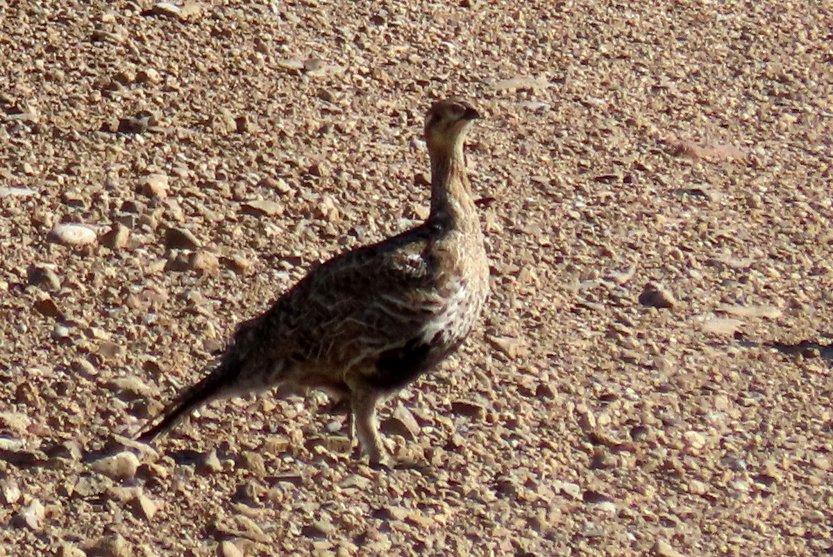 Beifußhuhn - ML598981661