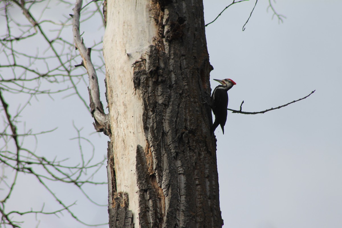 Pileated Woodpecker - Sarah Dix