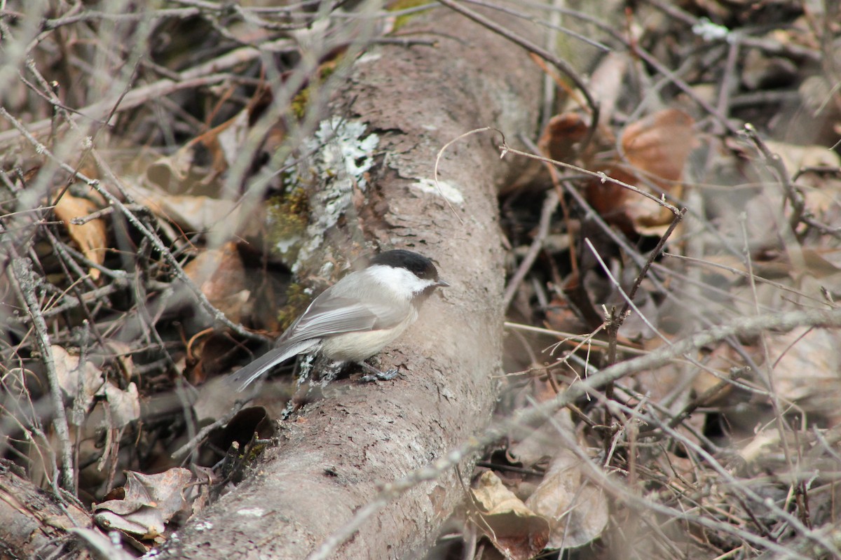 Black-capped Chickadee - ML598982221