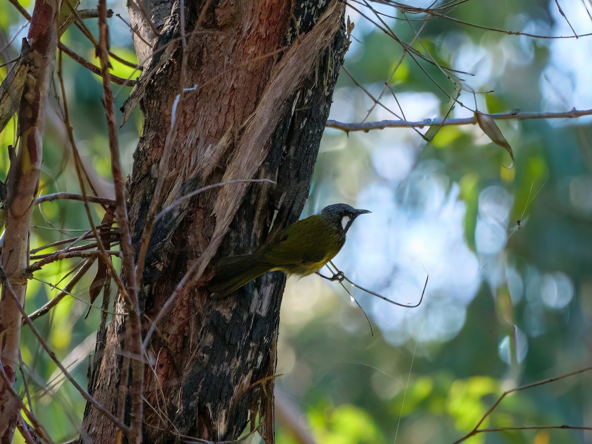 White-eared Honeyeater - ML598982591