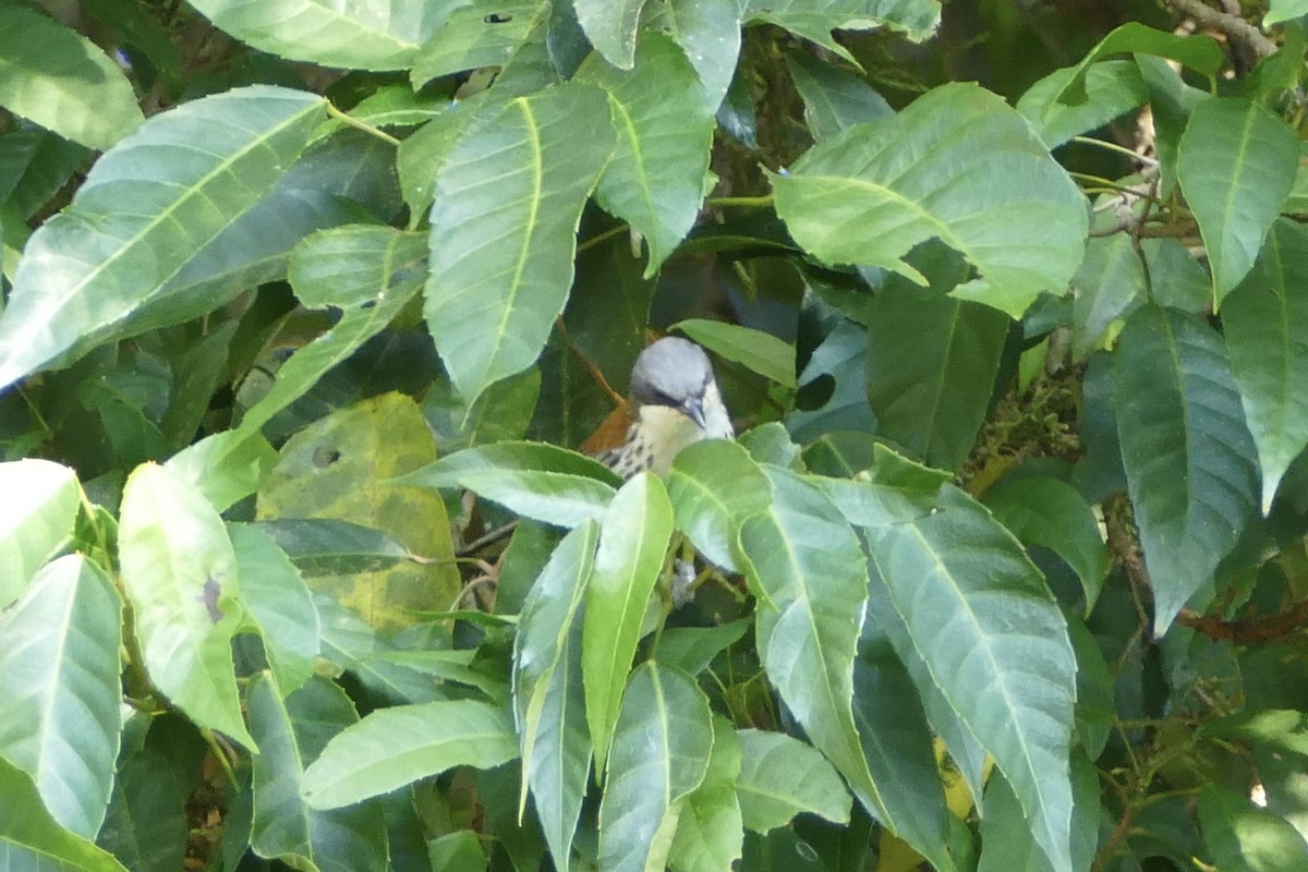 Gray-crowned Crocias - ML598983201