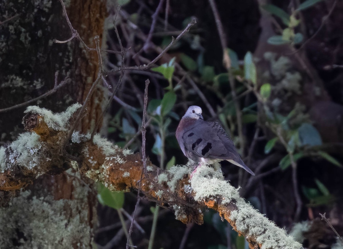 Maroon-chested Ground Dove - ML598983451