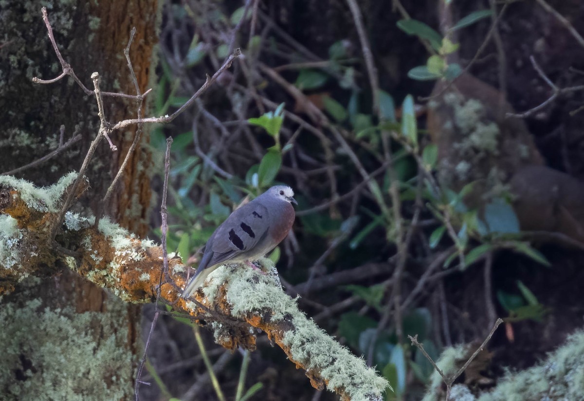 Maroon-chested Ground Dove - ML598983461