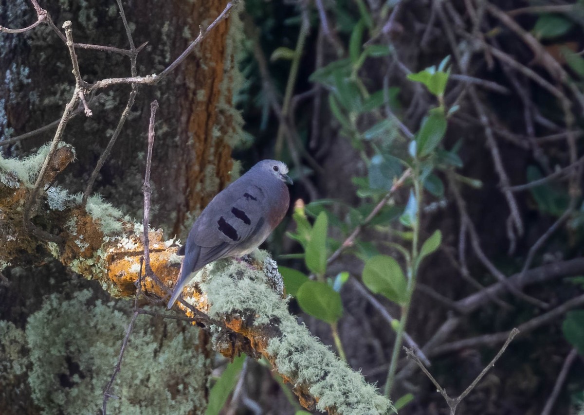 Maroon-chested Ground Dove - ML598983471