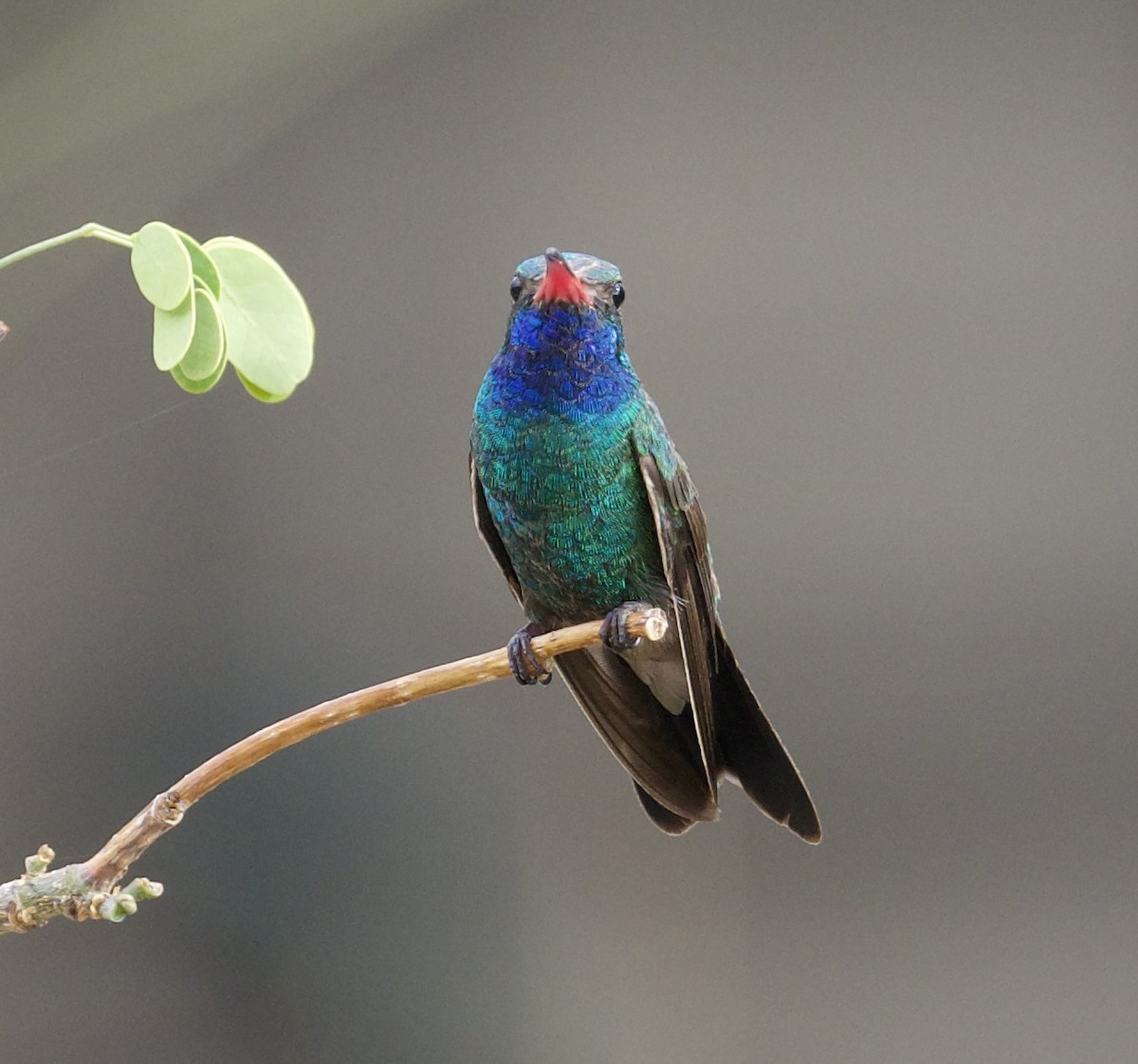 Broad-billed Hummingbird - ML598983551