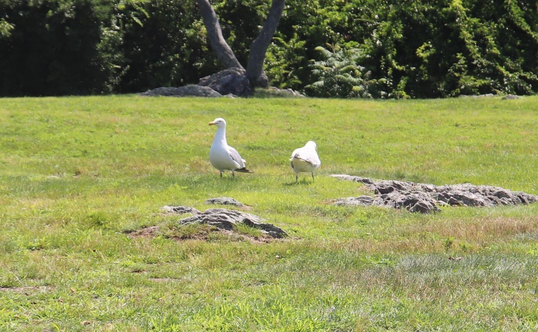 American Herring Gull - ML598984301