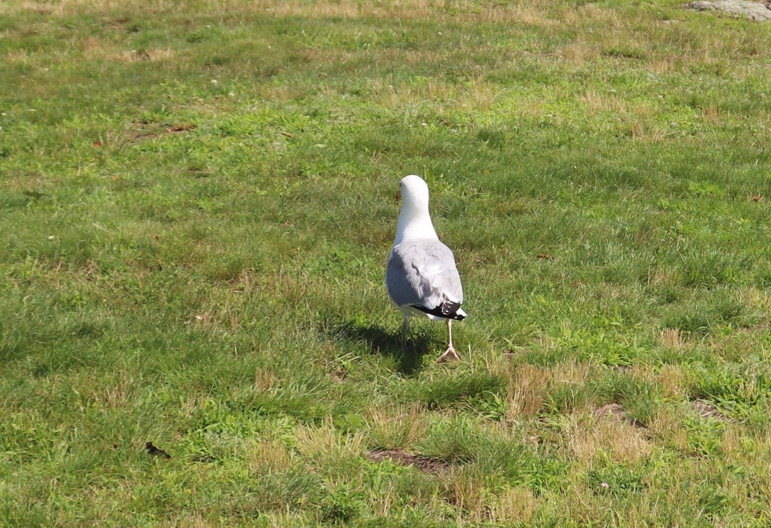 American Herring Gull - ML598984311