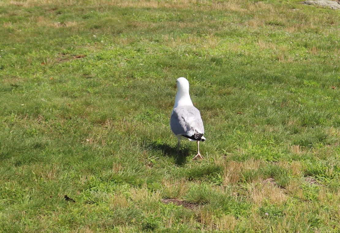 Herring Gull - ML598984311