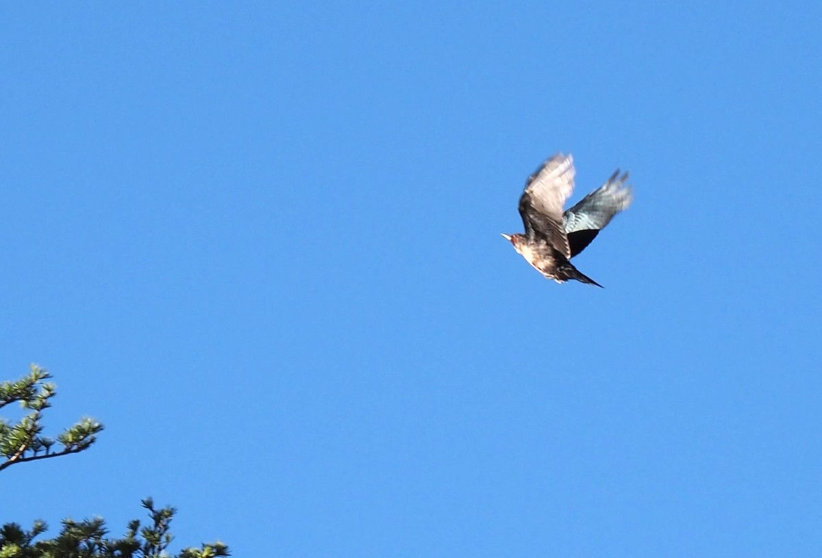 Lewis's Woodpecker - ML598987471