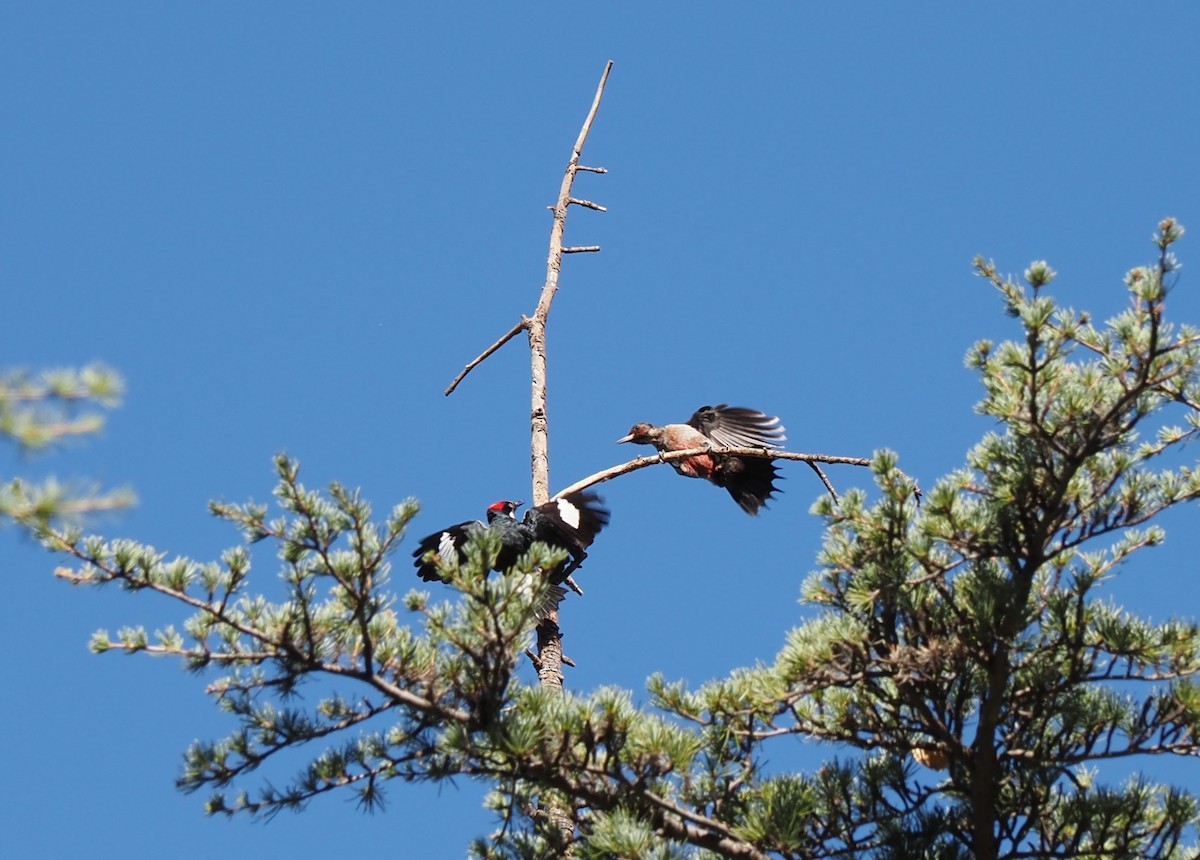 Lewis's Woodpecker - Uma Sachdeva