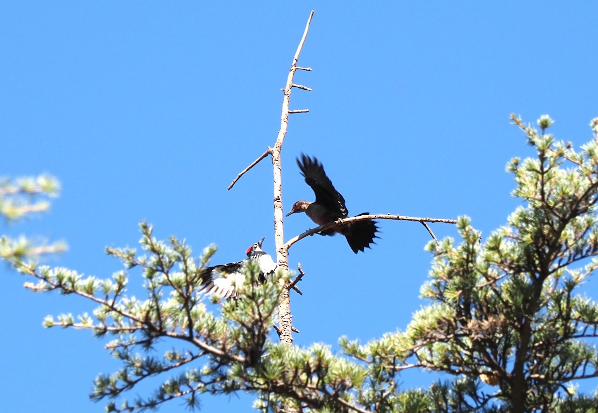 Lewis's Woodpecker - ML598987561