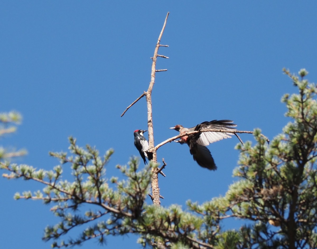 Lewis's Woodpecker - ML598987591