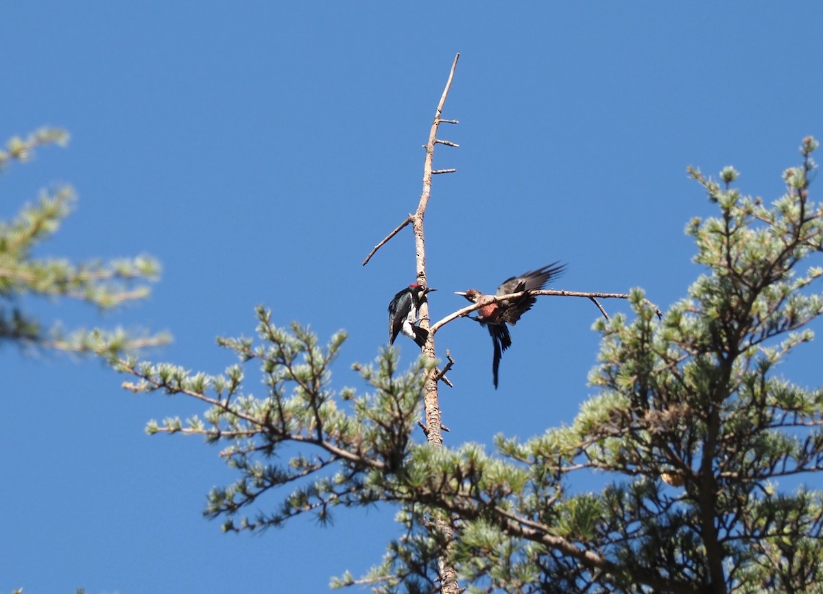 Lewis's Woodpecker - Uma Sachdeva