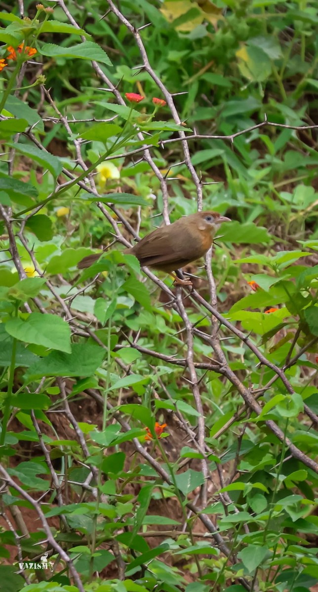 Tawny-bellied Babbler - ML598987661